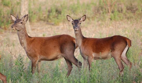 Cervi sardi - Cervus elaphus corsicanus